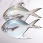 Large Wild Caught Silver Pomfret 大号野生银鲳鱼