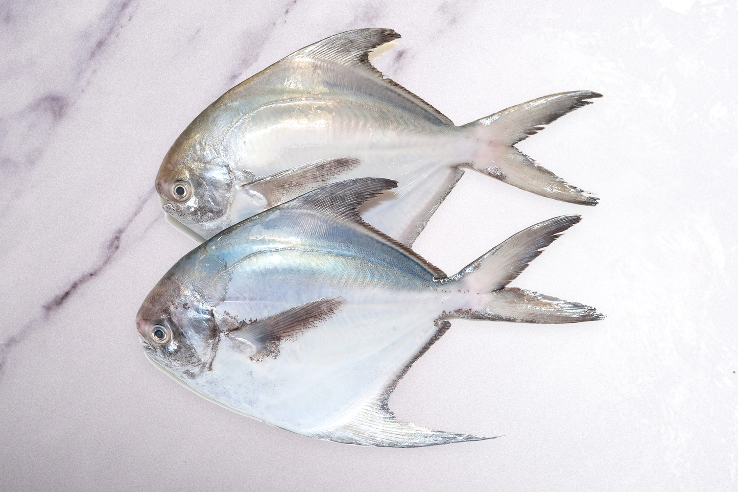 Large Wild Caught Silver Pomfret 大号野生银鲳鱼