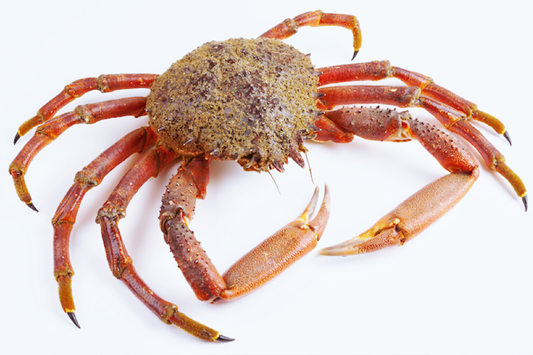 Live Cornish Spider Crab 活康沃尔蜘蛛蟹