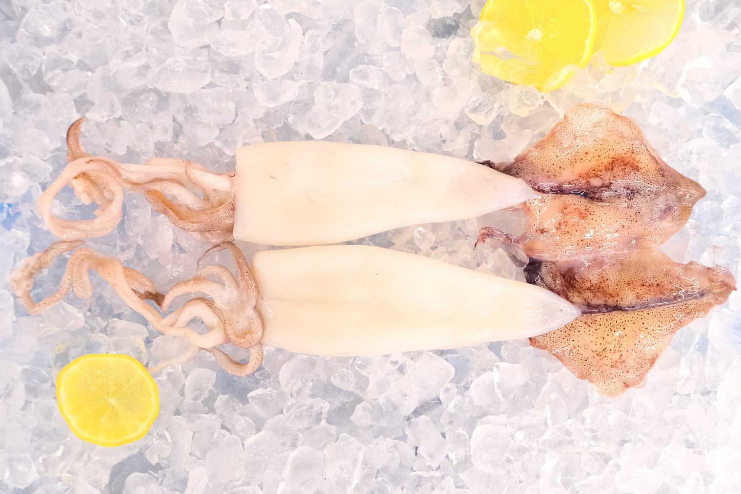 Daily Catch Fresh Squid 每日现捕小鱿鱼