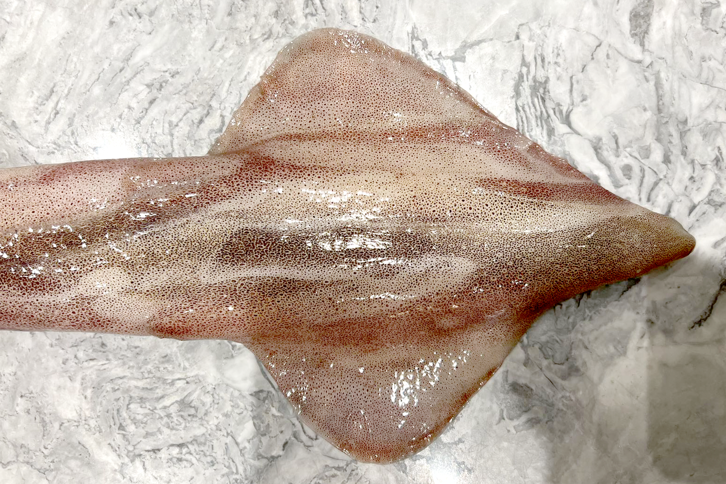 Wild-Caught Sashimi Grade Whole Squid 野生船冻整条刺身级鱿鱼