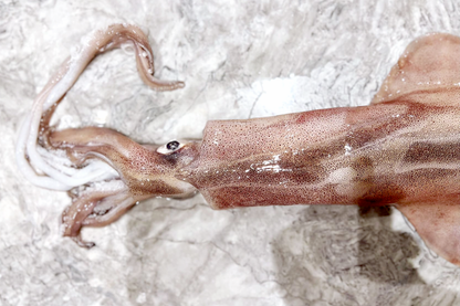 Wild-Caught Sashimi Grade Whole Squid 野生船凍整條刺身級魷魚