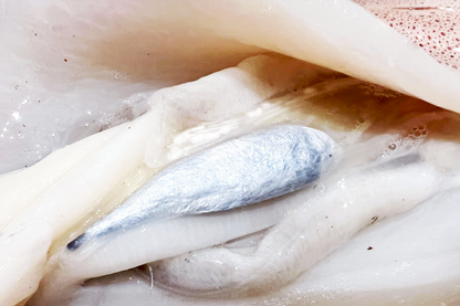 Wild-Caught Sashimi Grade Whole Squid 野生船凍整條刺身級魷魚