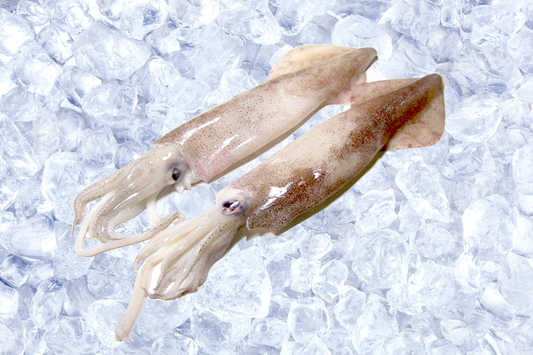 Wild-Caught Sashimi Grade Whole Squid 野生船凍整條刺身級魷魚