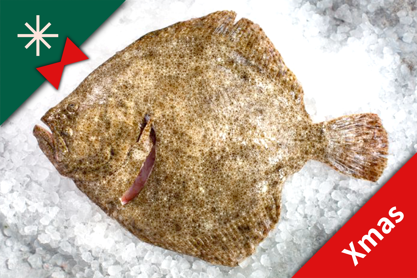 Xmas Pre-Sale: Fresh Turbot 新鲜多宝鱼