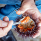 Live Sea Urchin 活冰岛海胆