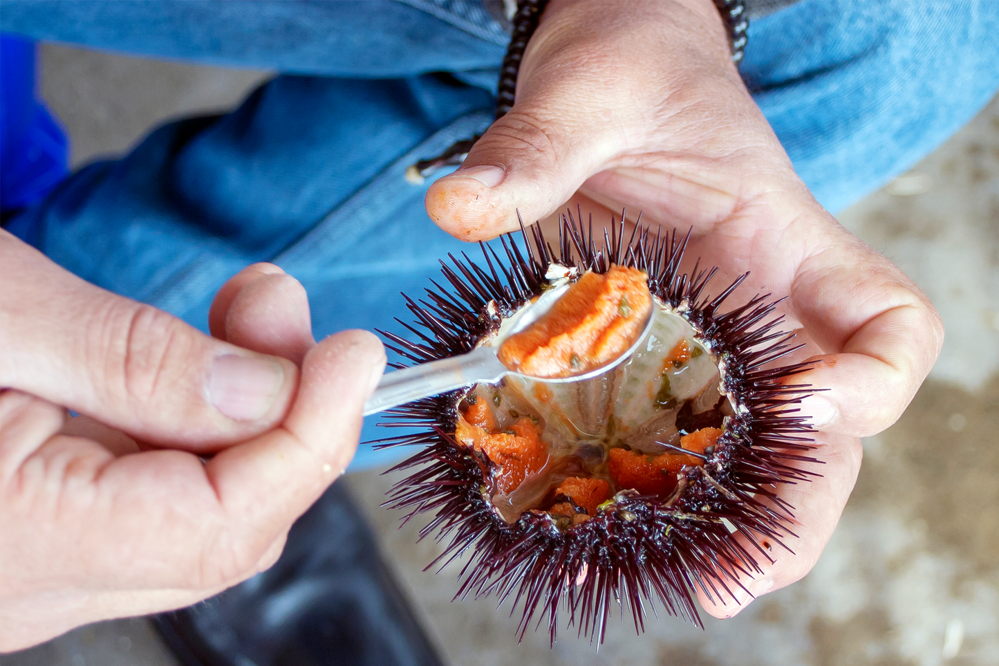 Live Sea Urchin 活冰島海膽