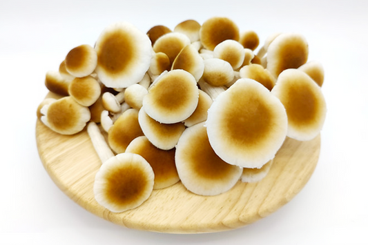 Fresh Velvet Pioppini Mushroom 新鲜特级茶树菇